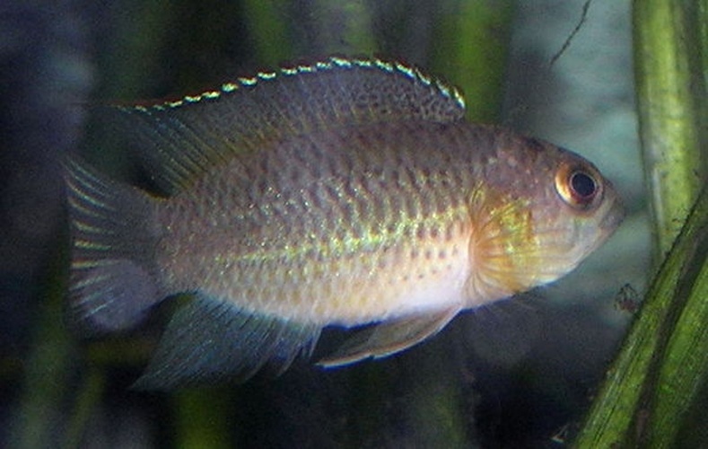 goldeneye cichlid © <a href="//commons.wikimedia.org/wiki/User:Soulkeeper" title="User:Soulkeeper">Soulkeeper</a>