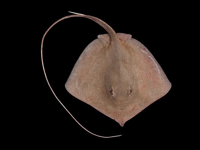 Longnose stingray © Tomas Willems &amp; <a href="//commons.wikimedia.org/wiki/User:Biopics" title="User:Biopics">Hans Hillewaert</a>