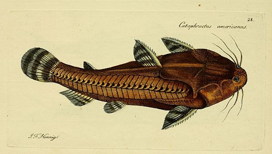 Acanthodoras cataphractus © Bloch, Marcus Elieser; Hennig, J. F.; Schneider, Johann Gottlob