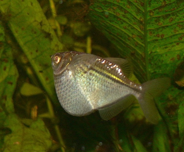 Common hatchetfish © <a href="https://en.wikipedia.org/wiki/User:Neale_Monks" class="extiw" title="wikipedia:User:Neale Monks">Neale Monks</a> at <a href="https://en.wikipedia.org/wiki/" class="extiw" title="wikipedia:">English Wikipedia</a>