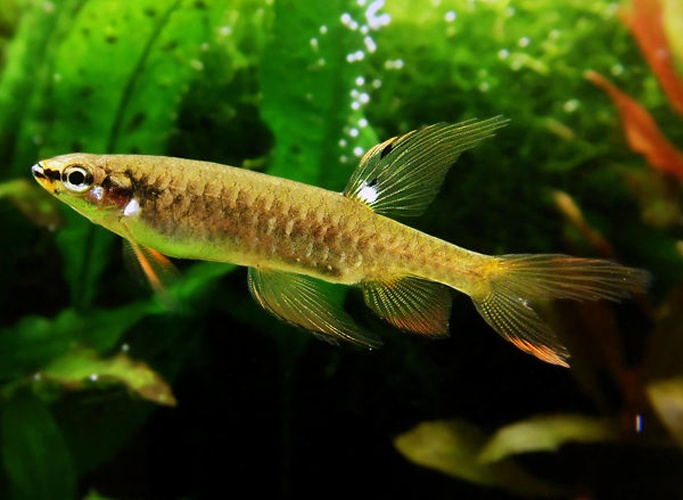 Copella arnoldi © <a href="//commons.wikimedia.org/w/index.php?title=User:Zikamoi&amp;action=edit&amp;redlink=1" class="new" title="User:Zikamoi (page does not exist)">Zikamoi</a>