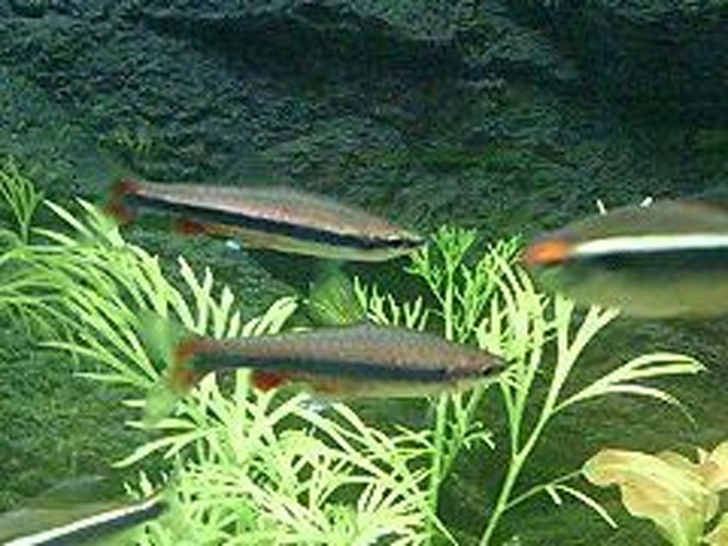 Nannostomus beckfordi © <a href="//commons.wikimedia.org/w/index.php?title=User:SelEle-MS&amp;action=edit&amp;redlink=1" class="new" title="User:SelEle-MS (page does not exist)">SelEle-MS</a>