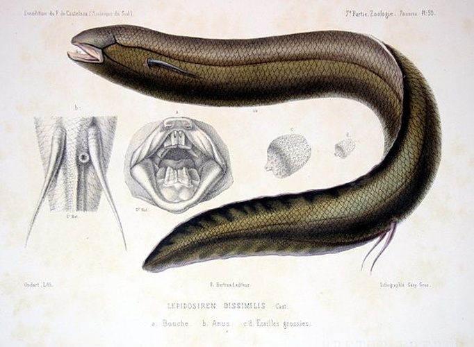 South American lungfish &copy; <bdi><a href="https://en.wikipedia.org/wiki/en:Francis_de_Laporte_de_Castelnau" class="extiw" title="w:en:Francis de Laporte de Castelnau">Francis de Laporte de Castelnau</a>
</bdi>