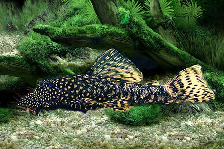 Ancistrus cirrhosus © The Last 99