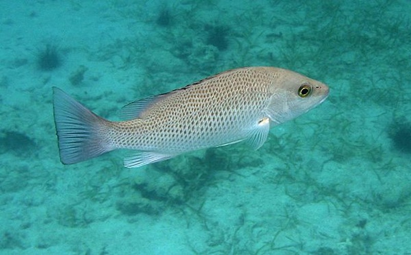 Mangrove snapper © <a rel="nofollow" class="external text" href="https://www.flickr.com/people/20087733@N00">Clinton &amp; Charles Robertson</a> from Del Rio, Texas &amp; San Marcos, TX, USA