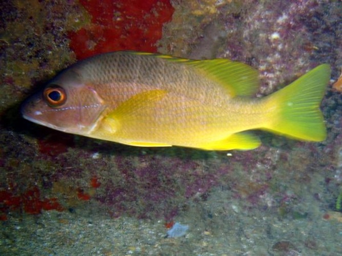 Lutjanus jocu © <a rel="nofollow" class="external text" href="http://herramientas.educa.madrid.org/animalandia/autor.php?nombre=Quint%C3%ADn%20Mu%C3%B1oz">Quintín Muñoz</a>