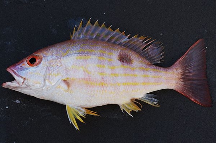 Lane snapper © SEFSC Pascagoula Laboratory; Collection of Brandi Noble, NOAA/NMFS/SEFSC - <a rel="nofollow" class="external text" href="https://www.flickr.com/people/51647007@N08">NOAA Photo Library</a>
