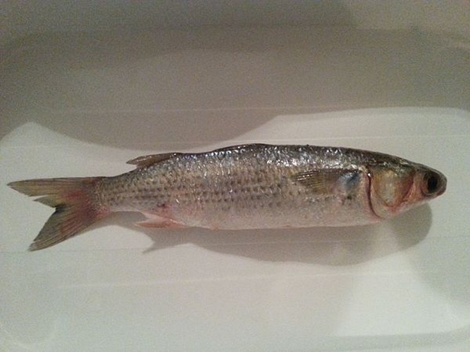 Silver mullet © <a href="//commons.wikimedia.org/wiki/User:Helmy_oved" title="User:Helmy oved">Helmy oved</a>