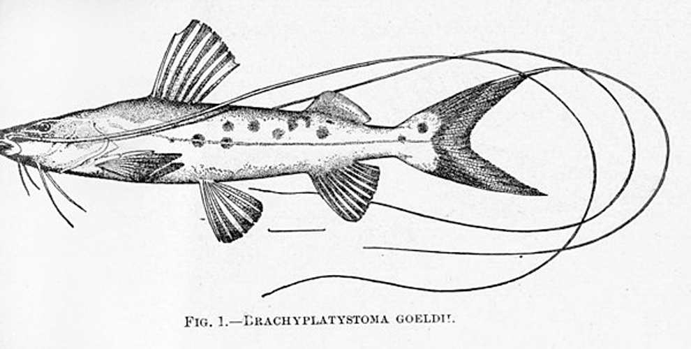 Brachyplatystoma filamentosum © <bdi><a href="https://en.wikipedia.org/wiki/en:Carl_H._Eigenmann" class="extiw" title="w:en:Carl H. Eigenmann">Carl H. Eigenmann</a>
</bdi>