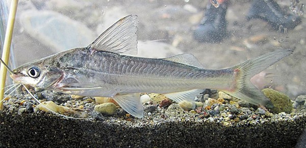 Pimelodus blochii © <a rel="nofollow" class="external text" href="https://www.flickr.com/people/129734889@N05">Ictiologia Universidad Católica de Oriente</a>
