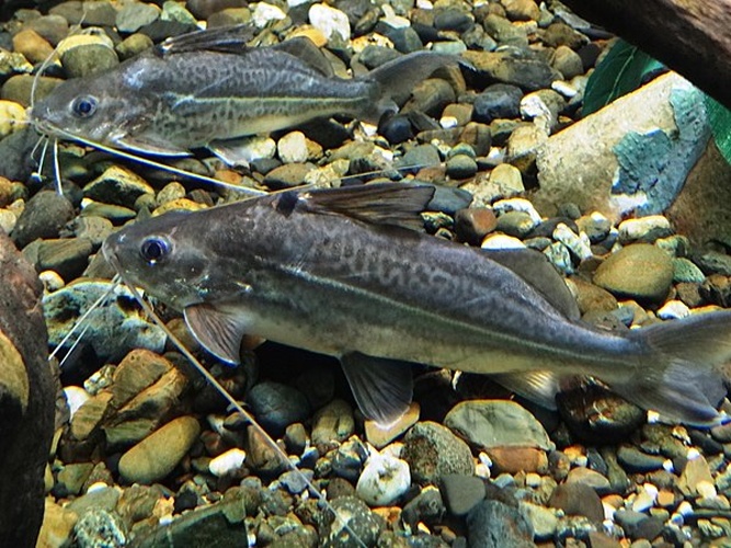 Pimelodus ornatus © <a href="//commons.wikimedia.org/wiki/User:Petruss" title="User:Petruss">Petruss</a>