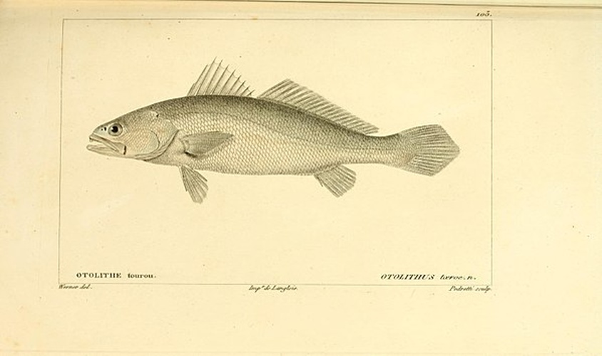 Acoupa weakfish © Buffon, Georges Louis Leclerc; Cuvier, Georges; Valenciennes