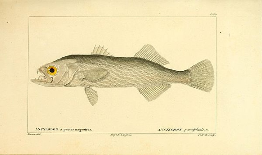 Isopisthus parvipinnis &copy; <a rel="nofollow" class="external text" href="https://www.flickr.com/people/61021753@N02">Biodiversity Heritage Library</a>