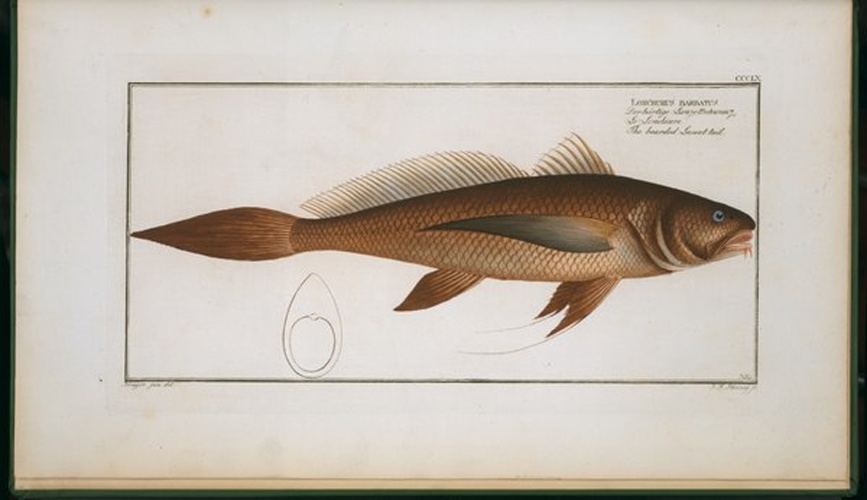 Lonchurus lanceolatus © chez l'auteur; [etc., etc.,]