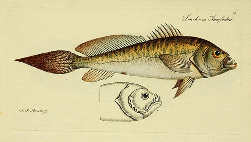 Macrodon ancylodon © Bloch, Marcus Elieser; Hennig, J. F.; Schneider, Johann Gottlob