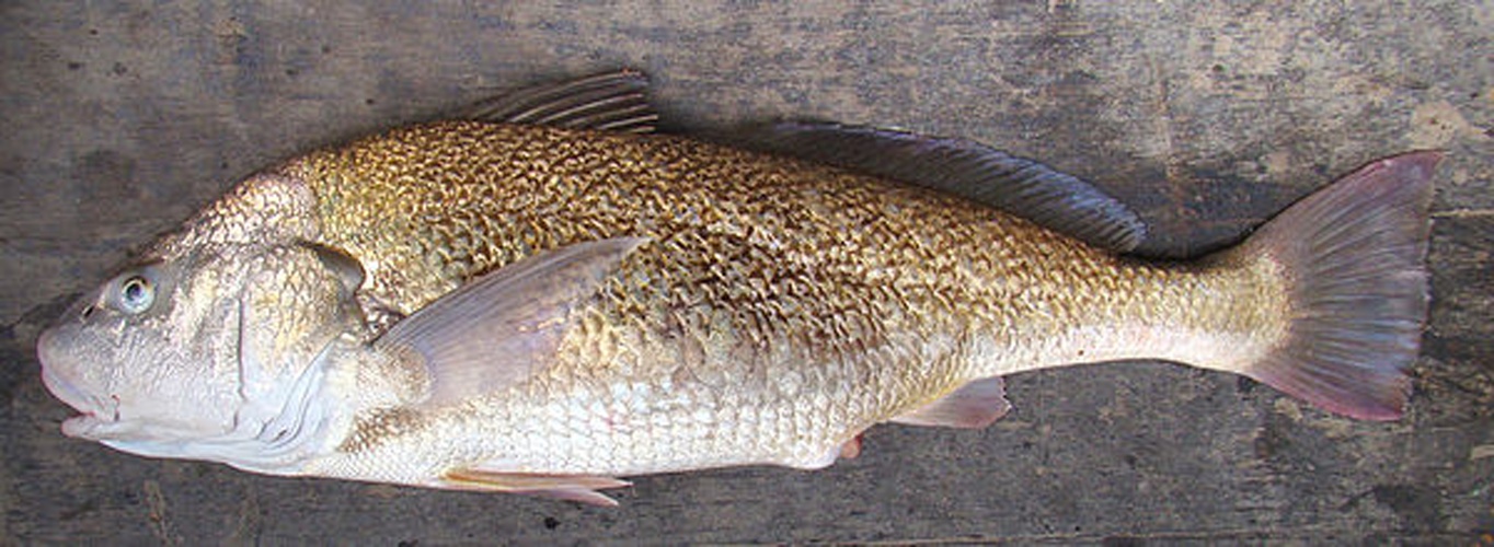 Micropogonias furnieri © Cláudio D. Timm