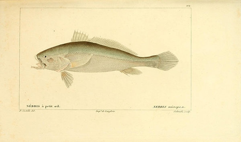 Nebris microps © <a rel="nofollow" class="external text" href="https://www.flickr.com/people/61021753@N02">Biodiversity Heritage Library</a>