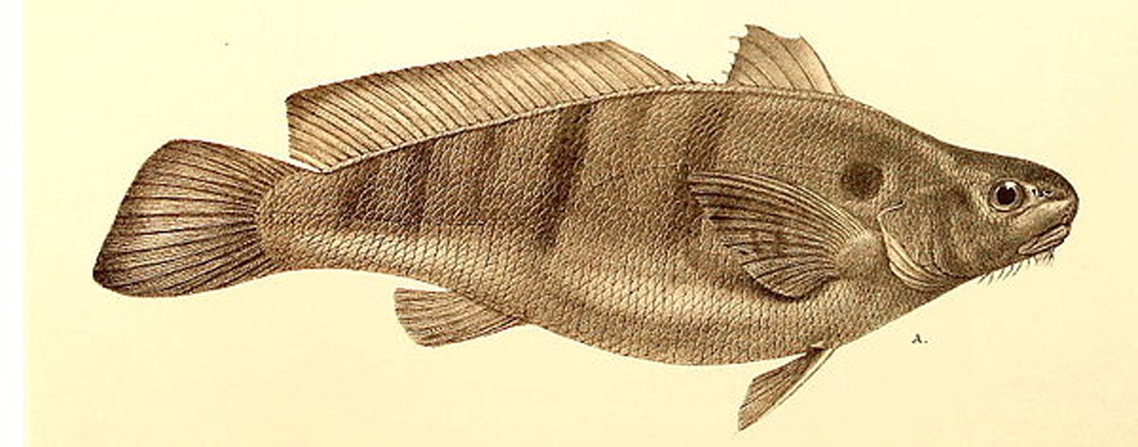 Paralonchurus brasiliensis © Albert C.L.G. Günther