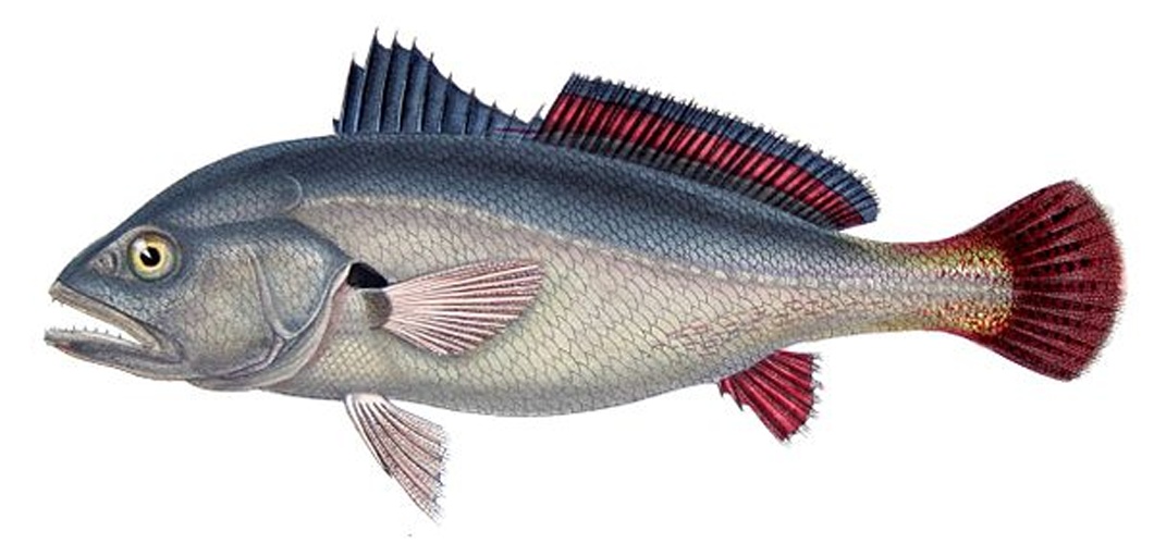 Plagioscion squamosissimus © <bdi><a href="https://en.wikipedia.org/wiki/en:Francis_de_Laporte_de_Castelnau" class="extiw" title="w:en:Francis de Laporte de Castelnau">Francis de Laporte de Castelnau</a>
</bdi>