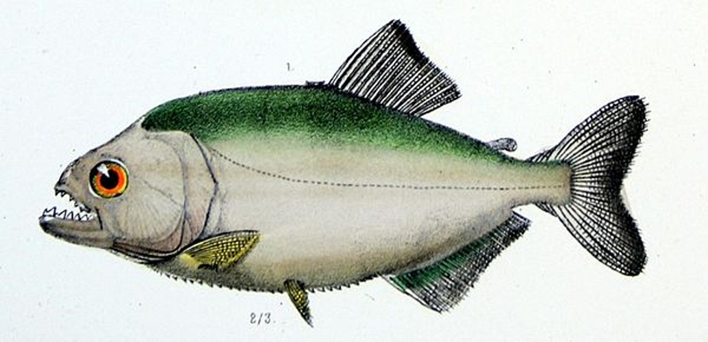 Serrasalmus gibbus © <bdi><a href="https://en.wikipedia.org/wiki/en:Francis_de_Laporte_de_Castelnau" class="extiw" title="w:en:Francis de Laporte de Castelnau">Francis de Laporte de Castelnau</a>
</bdi>