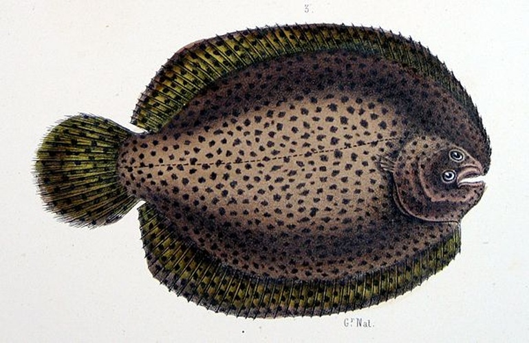 Achirus achirus © <bdi><a href="https://en.wikipedia.org/wiki/en:Francis_de_Laporte_de_Castelnau" class="extiw" title="w:en:Francis de Laporte de Castelnau">Francis de Laporte de Castelnau</a>
</bdi>