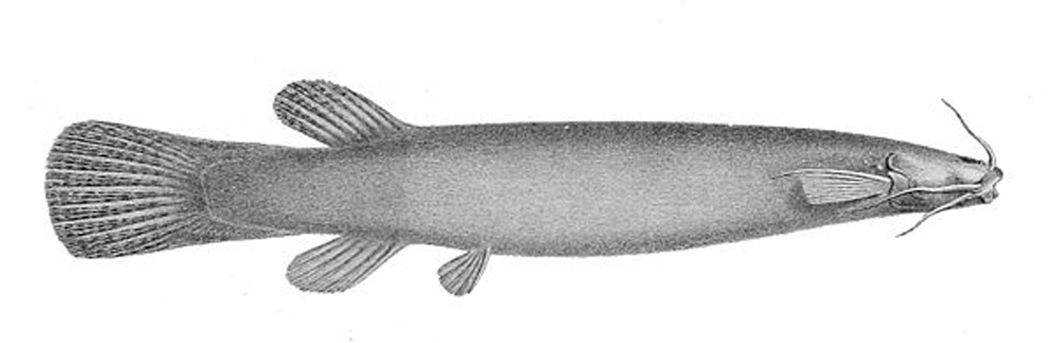 Ituglanis amazonicus © <span lang="en">Anonymous</span><div style="display: none;">Unknown author</div>