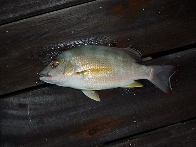 Lutjanus fulvus © <a href="//commons.wikimedia.org/wiki/User:NicoDesSables" title="User:NicoDesSables">NicoDesSables</a>