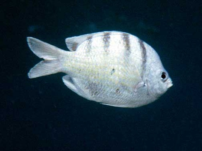 Banded damselfish &copy; NPS photo - Bryan Harry