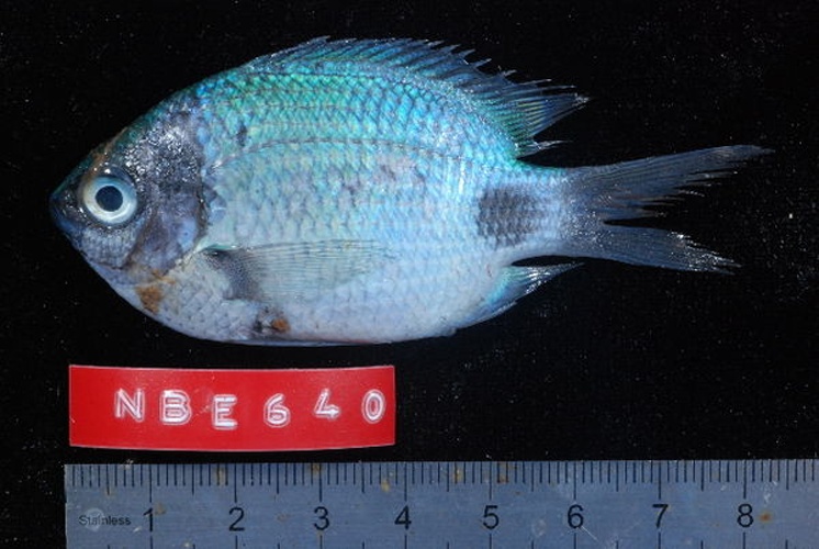 Abudefduf sparoides © Serge Planes