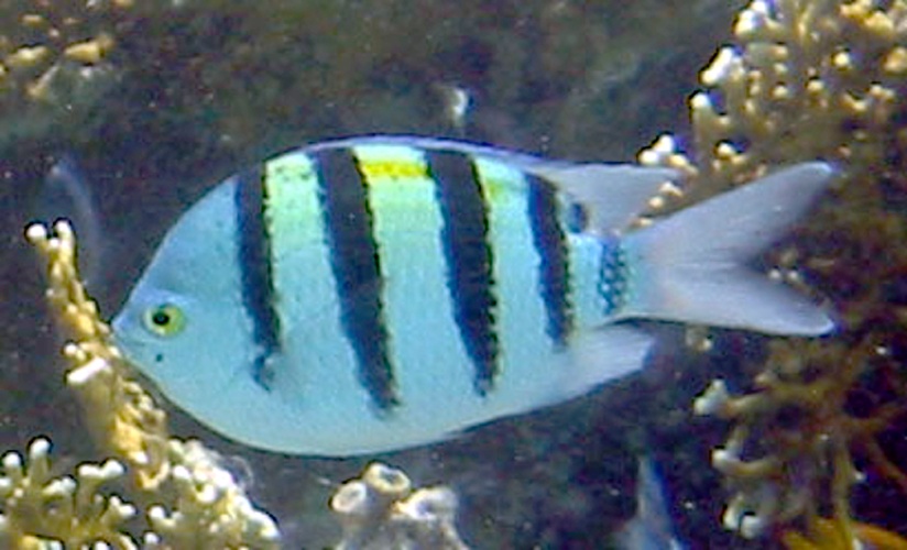 Indo-Pacific sergeant &copy; <a href="//commons.wikimedia.org/w/index.php?title=User:Photo2222&amp;action=edit&amp;redlink=1" class="new" title="User:Photo2222 (page does not exist)">Photo2222</a>