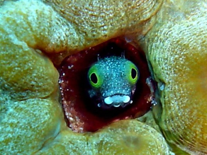 Acanthemblemaria maria © <a rel="nofollow" class="external text" href="http://herramientas.educa.madrid.org/animalandia/autor.php?nombre=Quint%EDn%20Mu%F1oz">Quintín Muñoz</a>