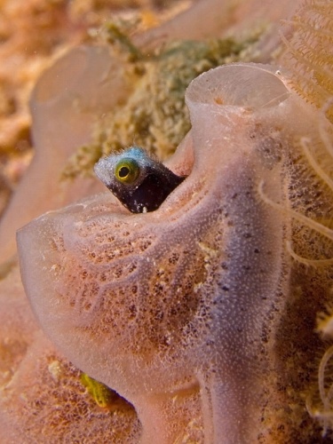 Acanthemblemaria spinosa © <a href="//commons.wikimedia.org/wiki/User:Nhobgood" title="User:Nhobgood">Nhobgood</a>