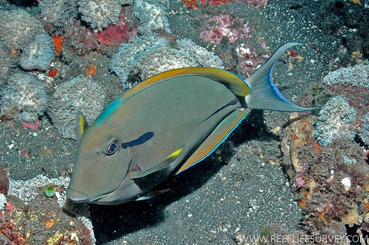 Acanthurus nigricauda &copy; G. Edgar