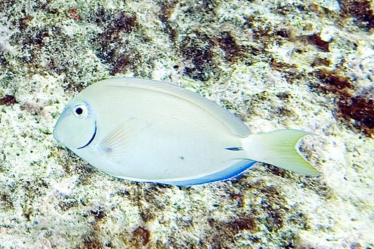 Ocean Surgeonfish © <a rel="nofollow" class="external text" href="https://flickr.com/people/39136124@N00">Paul Asman and Jill Lenoble</a>