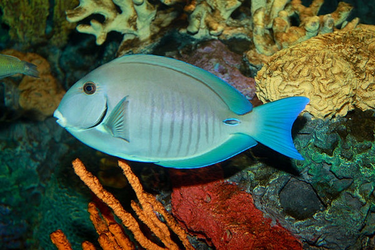 Doctorfish tang &copy; <a rel="nofollow" class="external text" href="https://www.flickr.com/photos/19731486@N07">Brian Gratwicke</a>