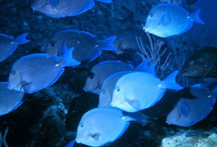 Acanthurus coeruleus © 