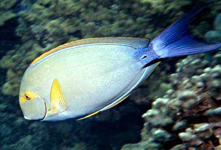 Acanthurus xanthopterus © NPS photo - Bryan Harry