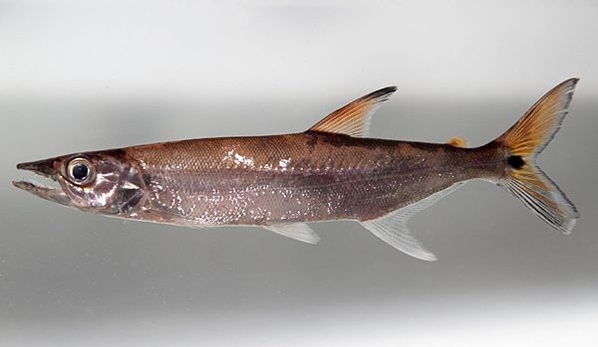 Acestrorhynchus microlepis © <a rel="nofollow" class="external text" href="https://www.flickr.com/people/20087733@N00">Clinton &amp; Charles Robertson</a>