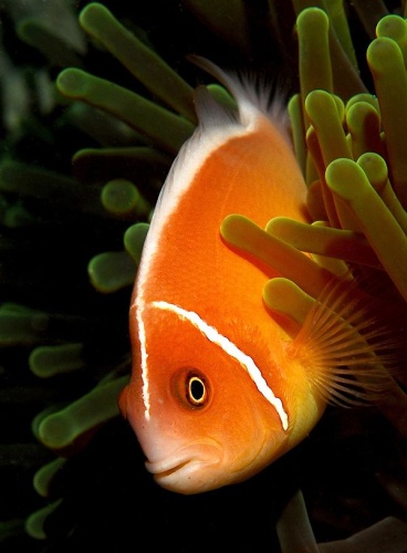 Amphiprion perideraion &copy; <a rel="nofollow" class="external text" href="https://www.flickr.com/people/diverslog/">Jenny (JennyHuang) from Taipei</a>