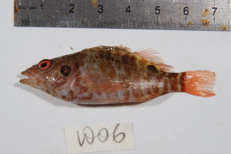 Amblycirrhitus bimacula &copy; Unspecified