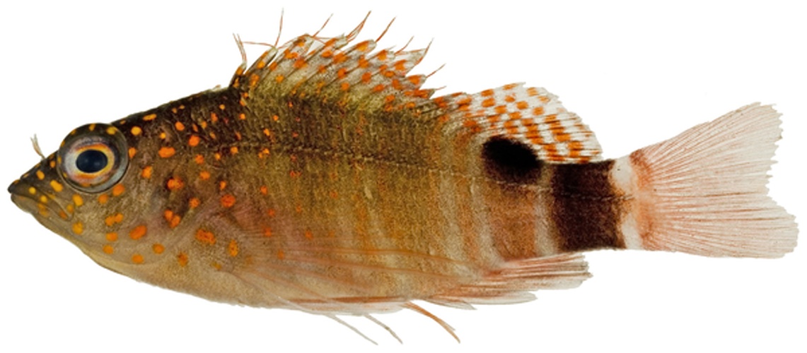 Amblycirrhitus pinos &copy; Williams, J. T.; Carpenter, K. E.; Van Tassell, J. L.; Hoetjes, P.; Toller, W.; Etnoyer, P.; Smith, M.