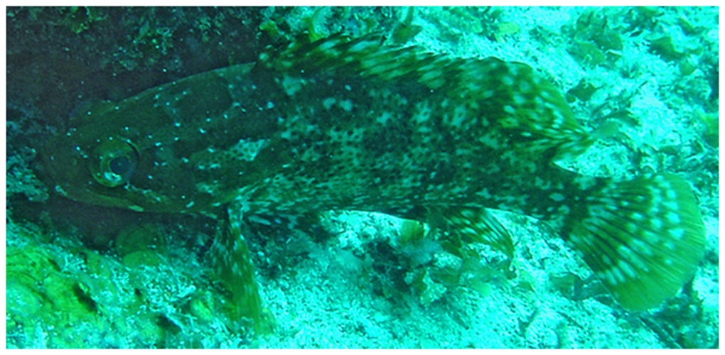 Alphestes afer © Williams, J. T.; Carpenter, K. E.; Van Tassell, J. L.; Hoetjes, P.; Toller, W.; Etnoyer, P.; Smith, M.