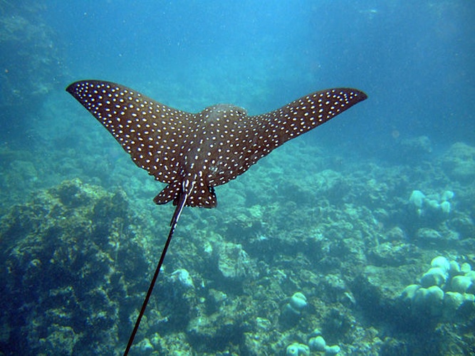 spotted eagle ray &copy; <a rel="nofollow" class="external text" href="https://www.flickr.com/photos/88362973@N00">john norton</a>