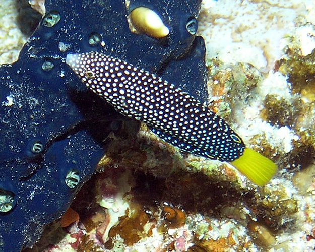 Anampses meleagrides © <a rel="nofollow" class="external text" href="https://www.flickr.com/photos/86368962@N00">Rob</a>