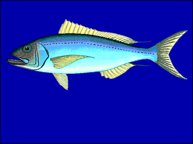 Aphareus furca &copy; 