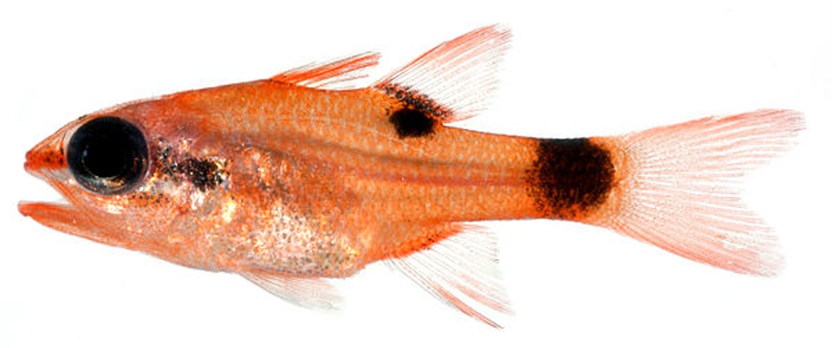Apogon maculatus © Belize Larval-Fish Group, Smithsonian Institution