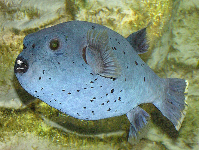 Blackspotted puffer © <a href="//commons.wikimedia.org/wiki/User:Arpingstone" title="User:Arpingstone">Arpingstone</a>