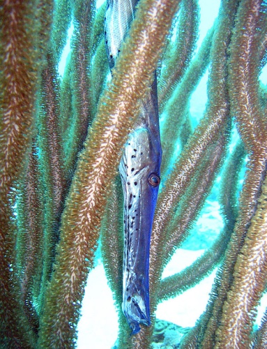 Trumpetfish © 