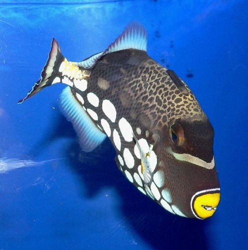 clown triggerfish © <a href="//commons.wikimedia.org/wiki/User:Stan_Shebs" title="User:Stan Shebs">Stan Shebs</a>