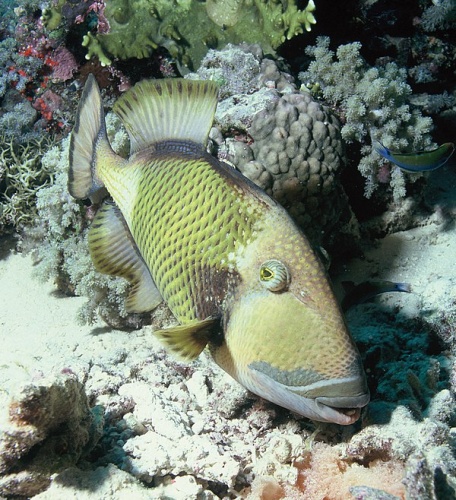 titan triggerfish &copy; albert kok